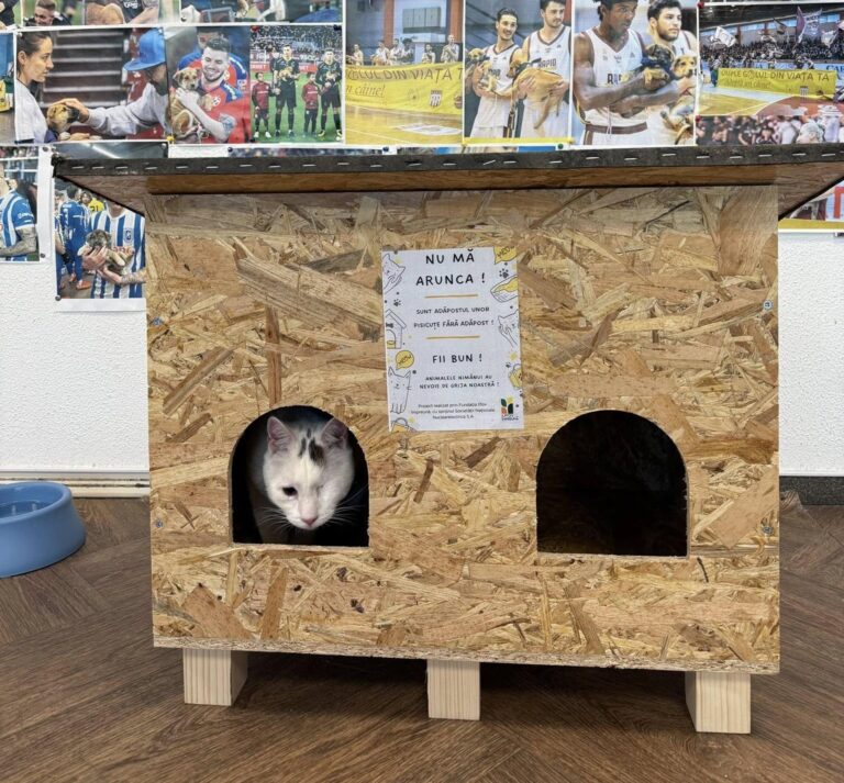 Căsuțe pentru pisicile de pe stradă din Ilfov și București, distribuite gratuit către cei care vor să le ajute