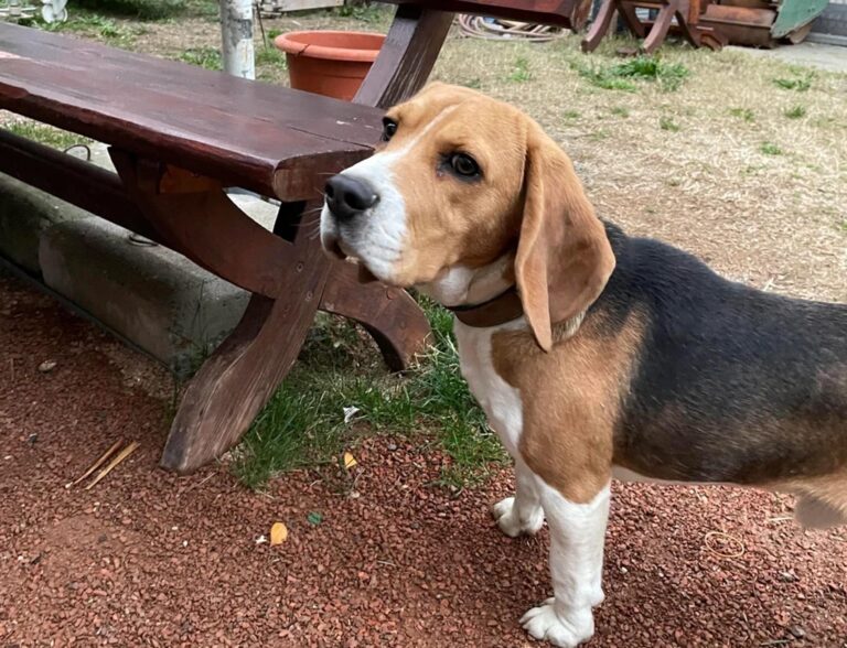 FOTO | Un cățel pierdut în zona Lujerului, găsit și dus la ASPA Mihăilești în căutarea stăpânilor