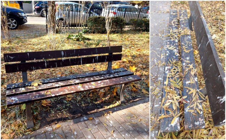 Festivalul Găinațului în Parcul Kiseleff: O realitate murdară pentru micii jucători