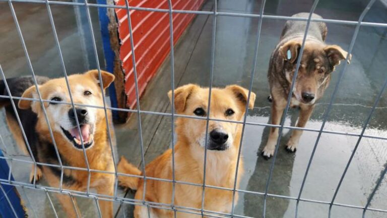 Interzicerea eutanasierei câinilor sănătoși: propuneri legislative pentru protecția animalelor
