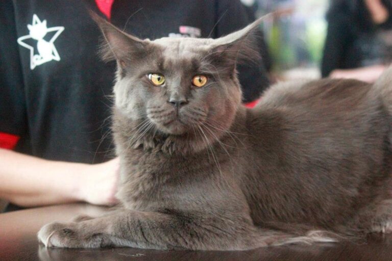 Peste 180 de pisici de rasă vor fi la Auchan Titan în acest weekend 🐈 Se vor întrece în frumusețe și talente la o competiție internațională