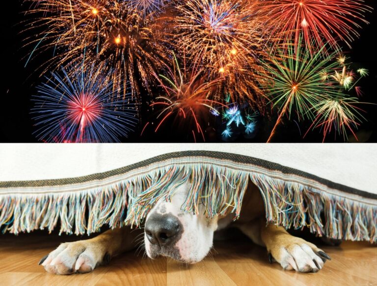 Petiție pentru un Revelion fără zgomot: O inițiativă pentru protecția animalelor în București