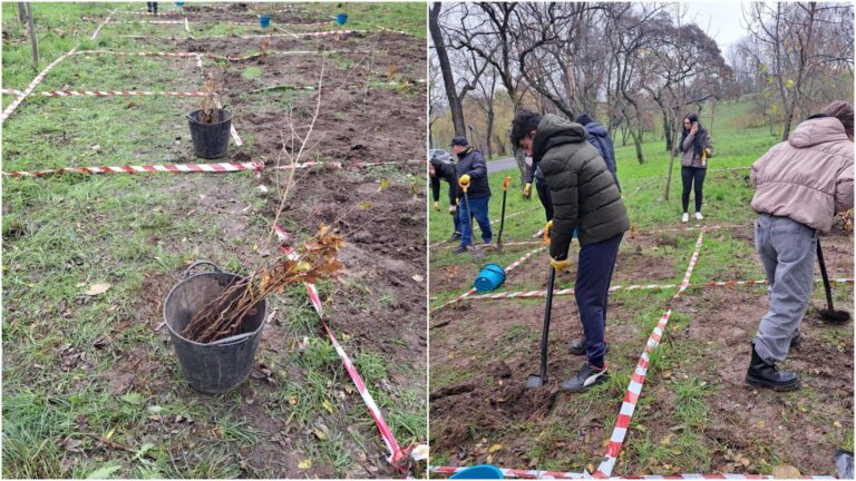 Plantare de 4.000 de copăcei în Parcul Tineretului