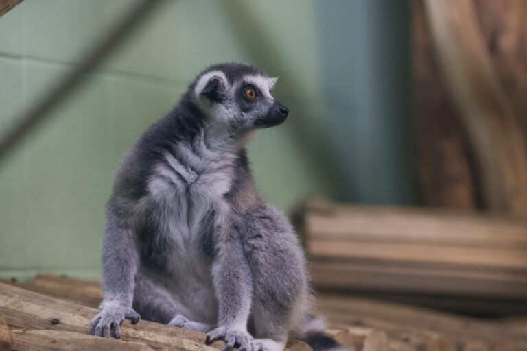 Posibilitatea creșterii tarifelor de intrare în Grădina Zoologică