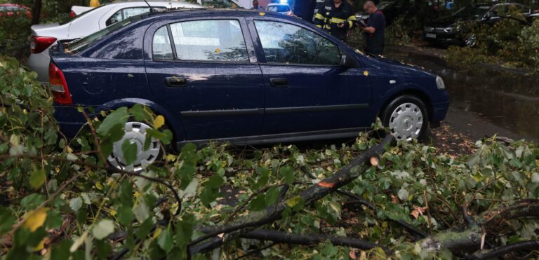 Sector 5 | Noi reguli în sistemul de despăgubiri pentru mașinile avariate de arbori