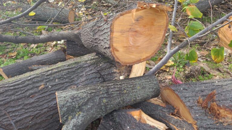 Tăierile ilegale din Sectorul 3 continuă, pe un fost teren al Mariei Cocoru. Amenzile au fost majorate până la 3.000 lei pentru un arbore