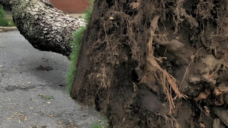 Un copac a căzut pe Șoseaua Colentina, traficul e dat peste cap