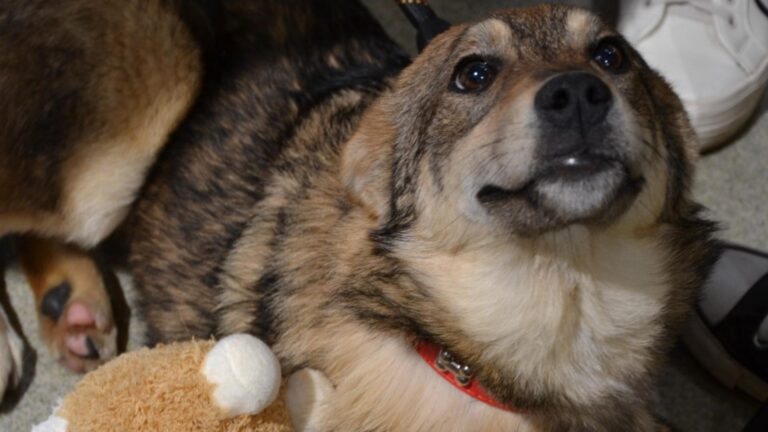 Un nou târg de adopții ASPA va avea loc la Animax Vulcan, în acest weekend. 15 prieteni pufoși visează la un loc pe care să îl numească acasă