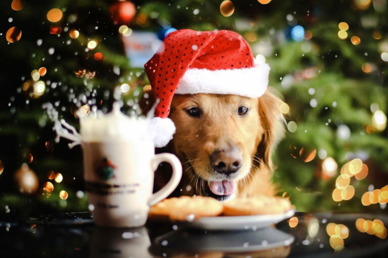 Un cățel adorabil supraveghează pregătirile pentru cel mai mare Târg de Crăciun din București