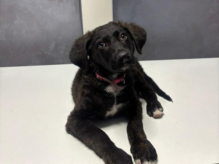 Bărbat condamnat la închisoare pentru maltratarea unui cățeluș în Sectorul 5