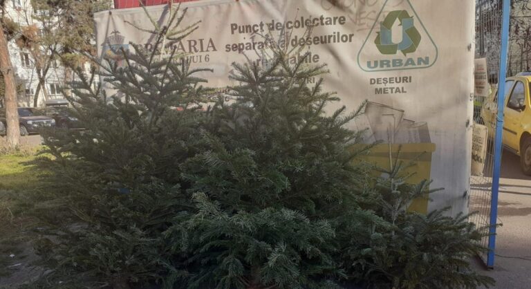 Bucureștenii din Sectorul 6 pot recicla brazii naturali folosiți de sărbători. Lista celor 12 centre de colectare disponibile în cartiere