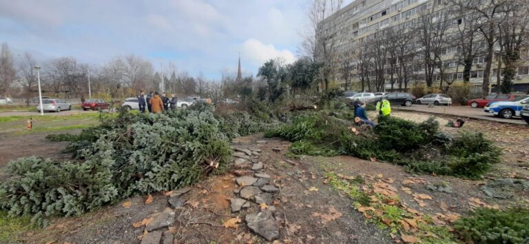 Defrișări controversate în Sectorul 3: Brazi bătrâni doborâți în preajma parcului IOR