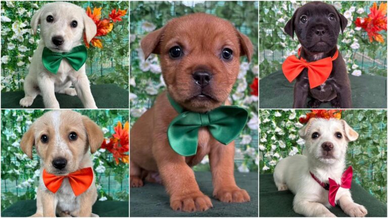 Mini Scooby-Doo și alți 4 Ham-Fantastici așteaptă să fie adoptați la Paw Luck Christmas Party 🐕