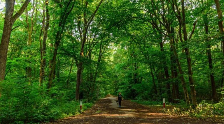 Petiție pentru protejarea Pădurii Băneasa: Peste 3.600 de semnături strânse