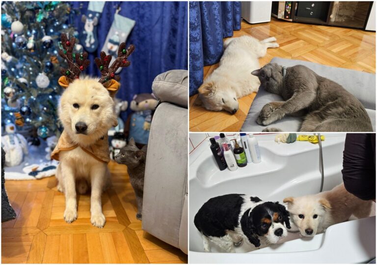 Povestea cățelului Fram, micuțul „urs polar” de la ASPA București, care a fost salvat dintr-un canal și a petrecut primul său Crăciun într-o familie iubitoare