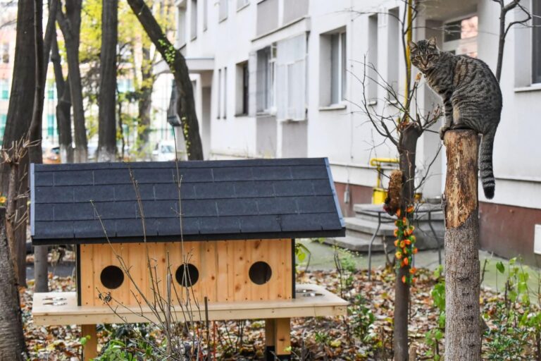 Sector 1 | A fost montată prima căsuță pentru pisici în Parcul Nicolae Iorga