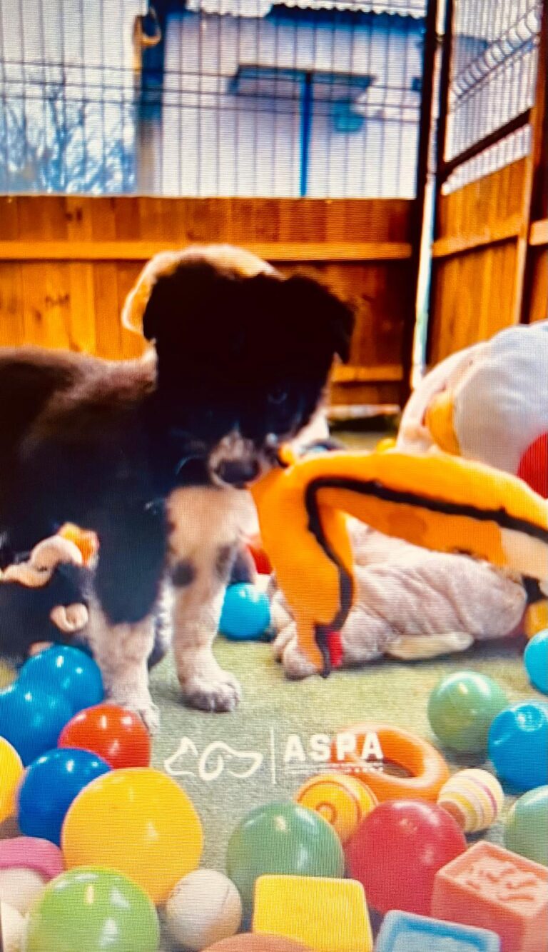 Momentul adorabil în care o mulțime de cățeluși primesc un munte de jucării de pluș