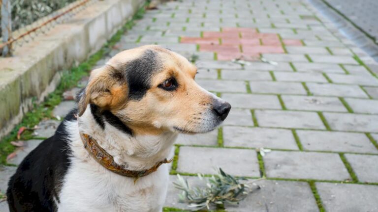 ASPA București oferă soluții pentru recuperarea cățeilor pierduți în noaptea de Revelion. Ce trebuie să facă stăpânii patrupezilor