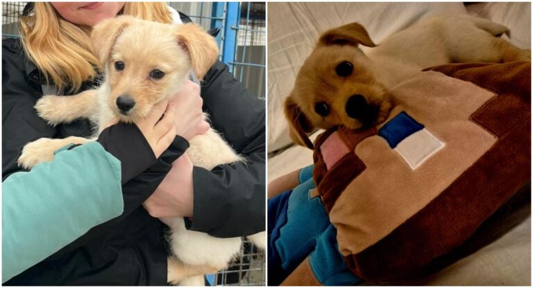 ASPA a încheiat primul contract de foster pentru un cățel din adăpost