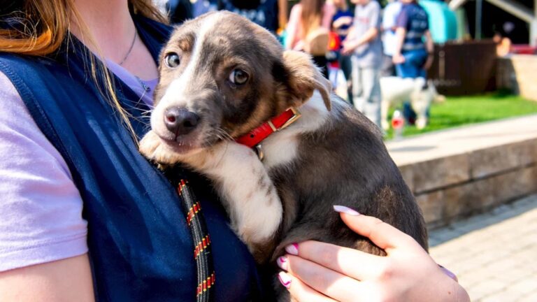 ASPA reia programul normal de funcționare. Adăposturile din Bragadiru și Mihăilești se deschid pentru iubitorii de animale. Detalii despre târgurile de adopții