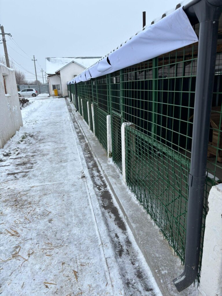 ASPA solicită sprijinul cetățenilor pentru îngrijirea animalelor în condiții de ger