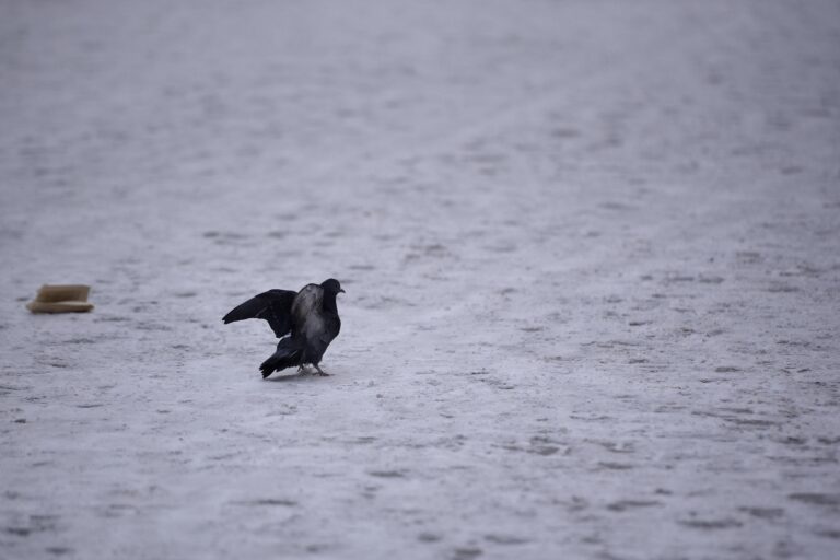 Amenzi de până la 2.000 de lei pentru neglijența în curățarea zăpezii