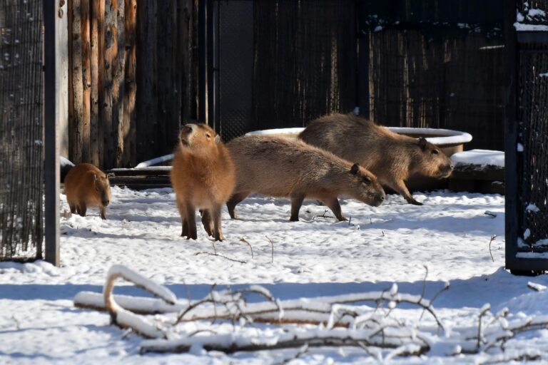 Aproape 100 de vizitatori pe oră, la Grădina Zoologică București, în 2025