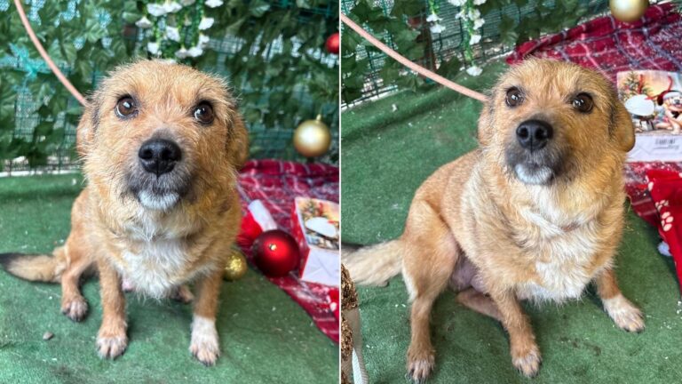 Aurora, cățelușa care așteaptă o familie iubitoare, împreună cu cei 7 pui ai săi