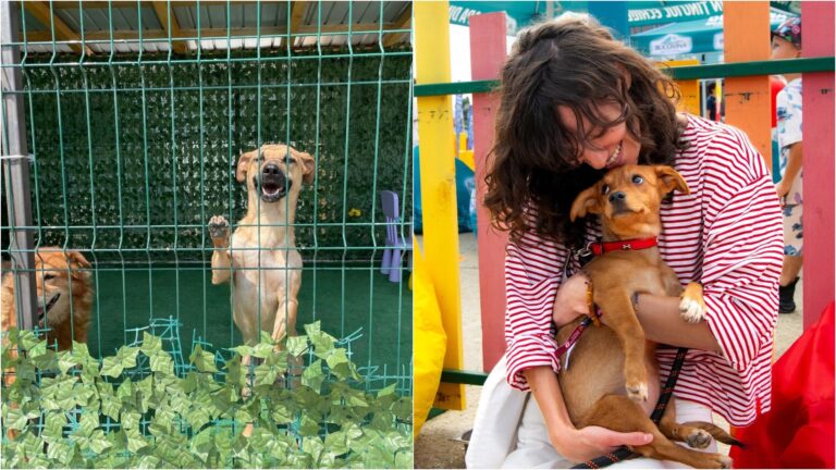 Bucureștenii se pot înscrie în programul „Foster pentru adopție” ASPA, unde vor lua un cățel acasă temporar 🐕 Care este procedura
