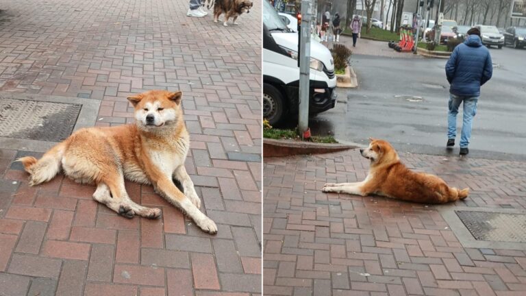 Cățel pierdut sau abandonat în fața Pieței Trapezului, căutat de iubitorii de animale