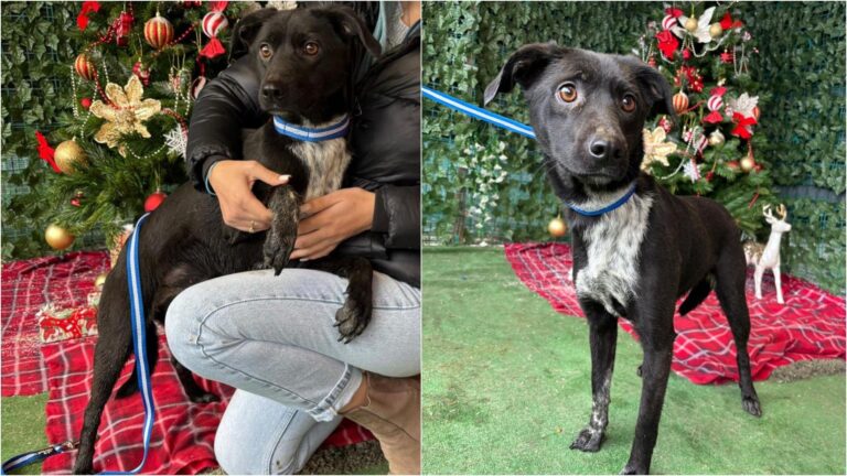 Cățelușa Nona, frumusețea blândă care așteaptă o familie iubitoare la adăpostul ASPA din Bragadiru