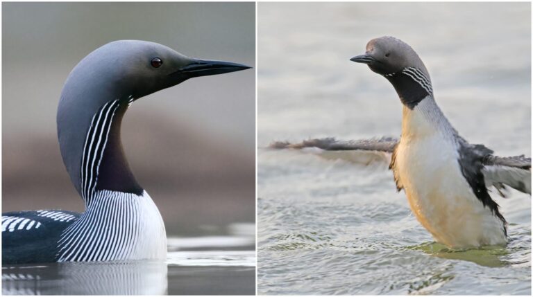 Cufundarii polari, VIP-urile venite de la Polul Nord pe Lacul Morii. Bucureștenii pot afla cum pescuiesc, cum și de ce se bălăcesc, într-un tur ghidat organizat în weekend