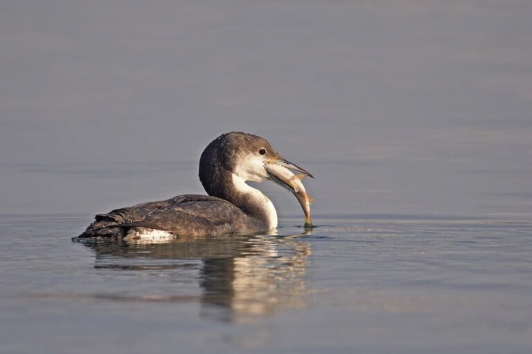 Cufundarii polari revin în Capitală. Asociația Parcul Natural București organizează un tur ghidat pe Lacul Morii, sâmbătă