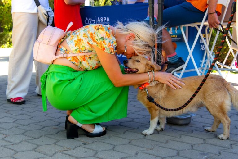 Ghid pentru adopția temporară a animalelor prin programul „Foster pentru adopție”