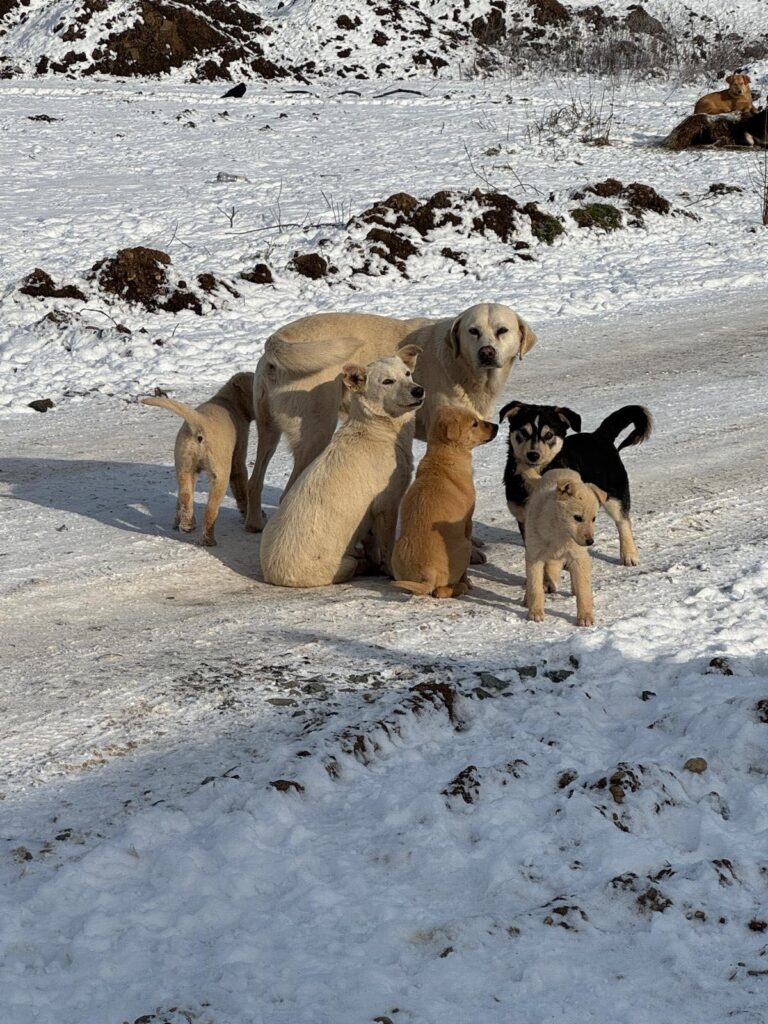 Ilfov | Continuă sterilizările și microcipările gratuite pentru câinii cu proprietar