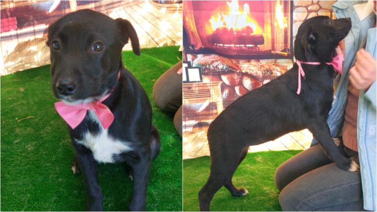 Lorette, cățelușa cu fundiță, caută o familie iubitoare la adăpostul din Mihăilești