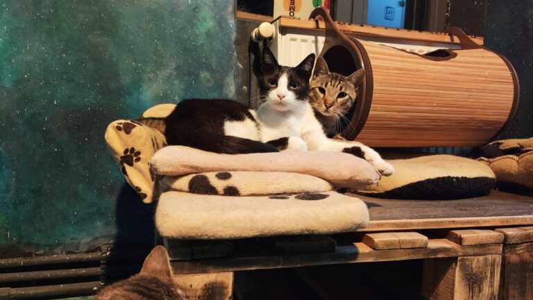 Miau Cafe, prima cafenea cu pisici din România, în proces de evacuare. Apel la ajutor, pentru relocarea animalelor