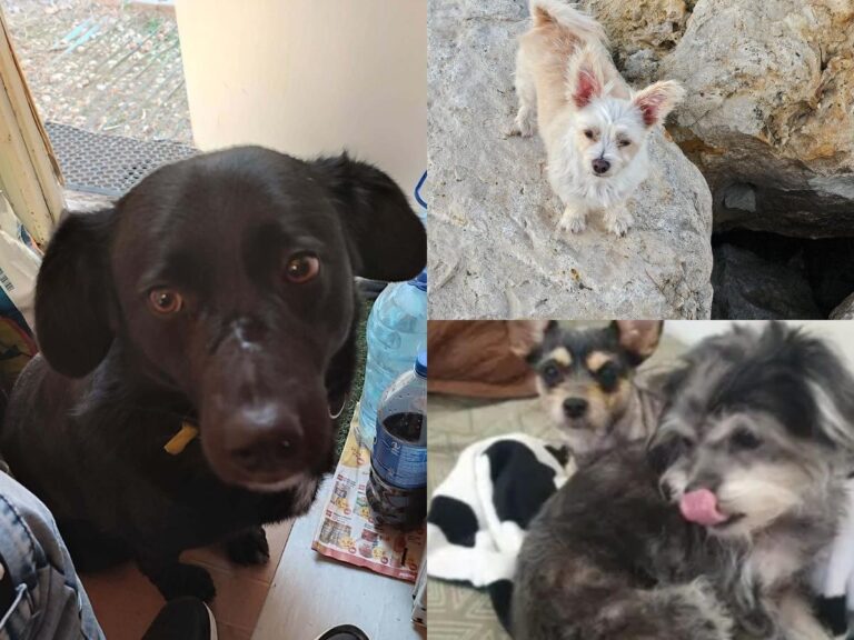 Numărul anunțurilor pentru câini pierduți a crescut cu 150% în perioada de Revelion