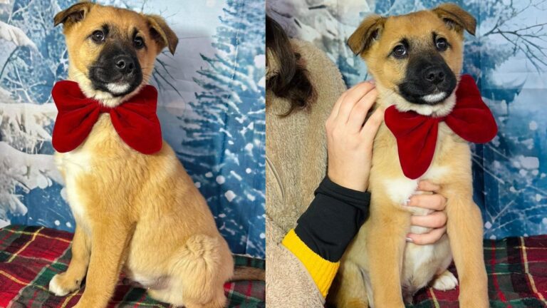 Oscar, cățelul adorabil care așteaptă o familie iubitoare