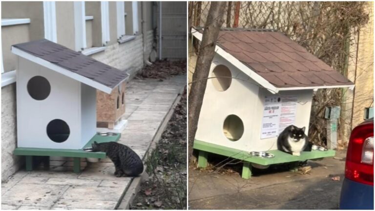 Pisicile comunitare din Sectorul 1 beneficiază de căsuțe special amenajate