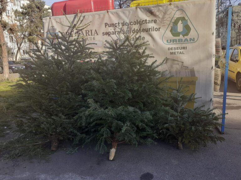 Sector 1 | Colectarea brazilor de Crăciun