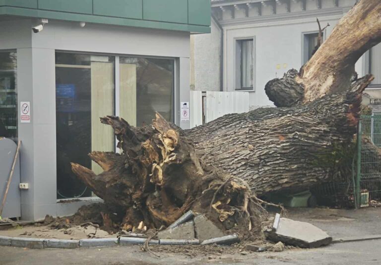 Stejarul secular de 300 de ani, distrus de poluare și construcții: Eco-Civica solicită expunerea trunchiului ca simbol al incompetenței autorităților