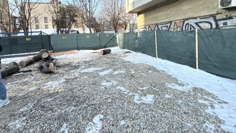 Tăieri ilegale de copaci pe Șoseaua Mihai Bravu în Sectorul 2. Polițiștii au aplicat amenzi de peste 25.000 de lei