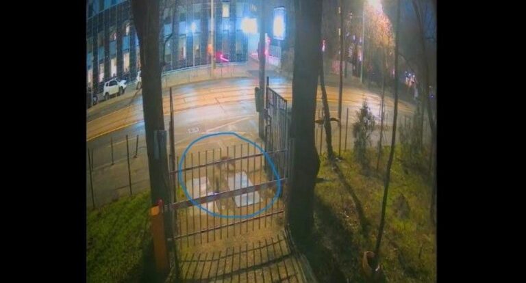 Trei vulpi surprinse în centrul Bucureștiului: explicații ale specialiștilor