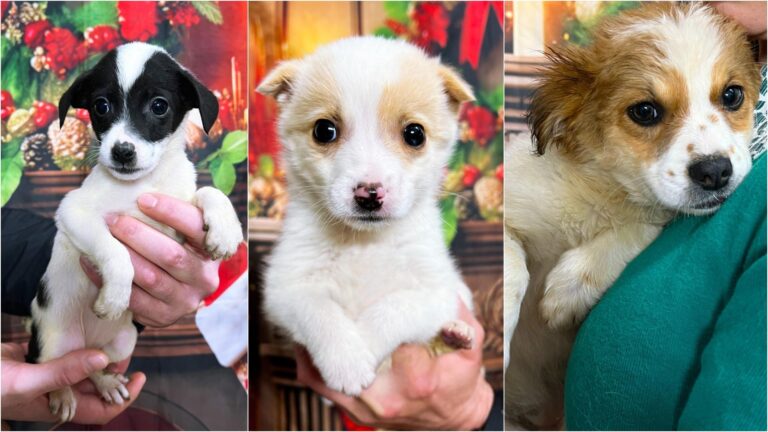 Trioul adorabil de la ASPA: Maggie, Honey și Zara caută o familie iubitoare