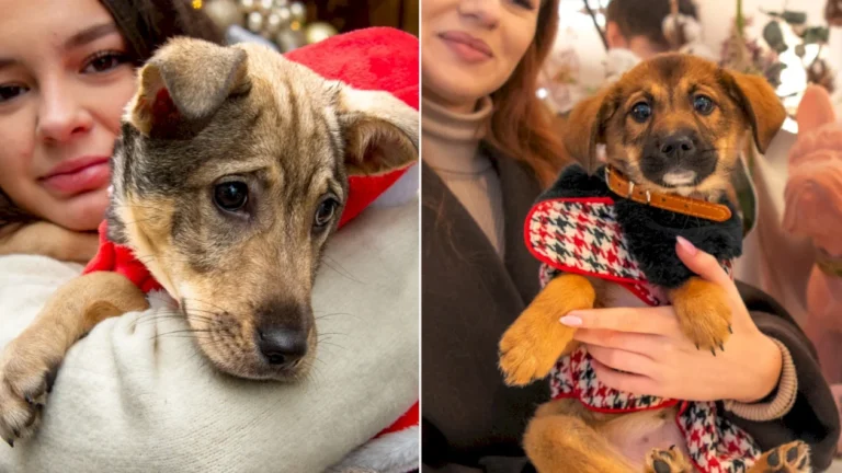 Bianca și Callie, două cățelușe adorabile, caută cămine iubitoare la ASPA Bragadiru