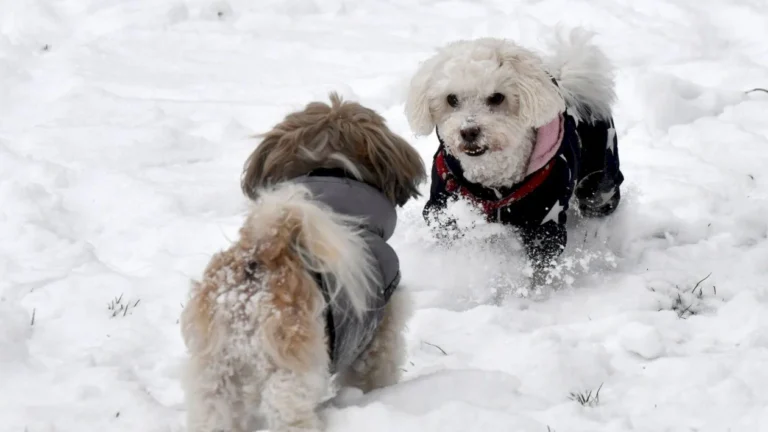 FOTO 🐶 „A mea e mai călduroasă!” „Dar a mea e mai frumoasă!” Doi căței eleganți, la cel mai simpatic concurs fashion, în Parcul Drumul Taberei