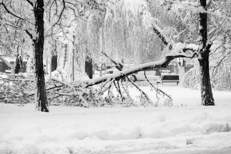 Vreme severă în 15 județe și București: pompierii au evacuat locuințe, înlăturat copaci căzuți și salvat persoane blocate în zăpadă