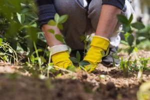 150.000 euro pentru proiecte de mediu în București prin „În ZONA TA