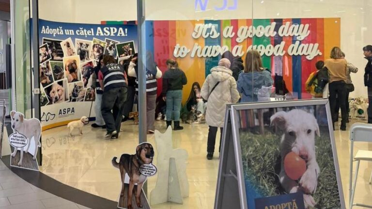 Bilanțul primului târg de adopții din 2026: 10 căței și-au găsit familie
